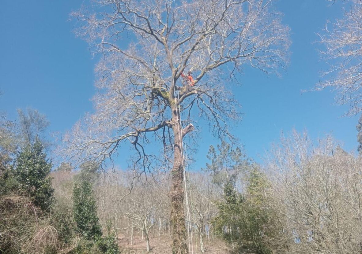 arnes-escalada-arbol