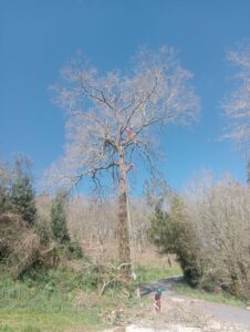 arnes-escalada-arbol