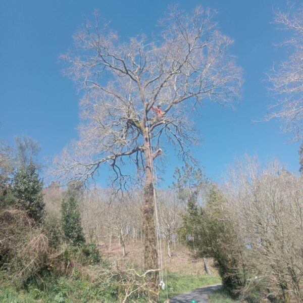 arnes-escalada-arbol