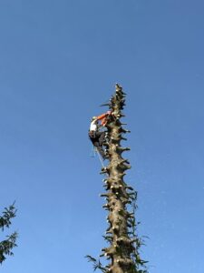 podar-arbol-alto