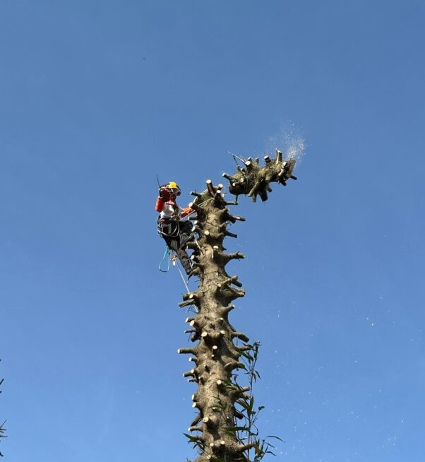 podas-en-altura